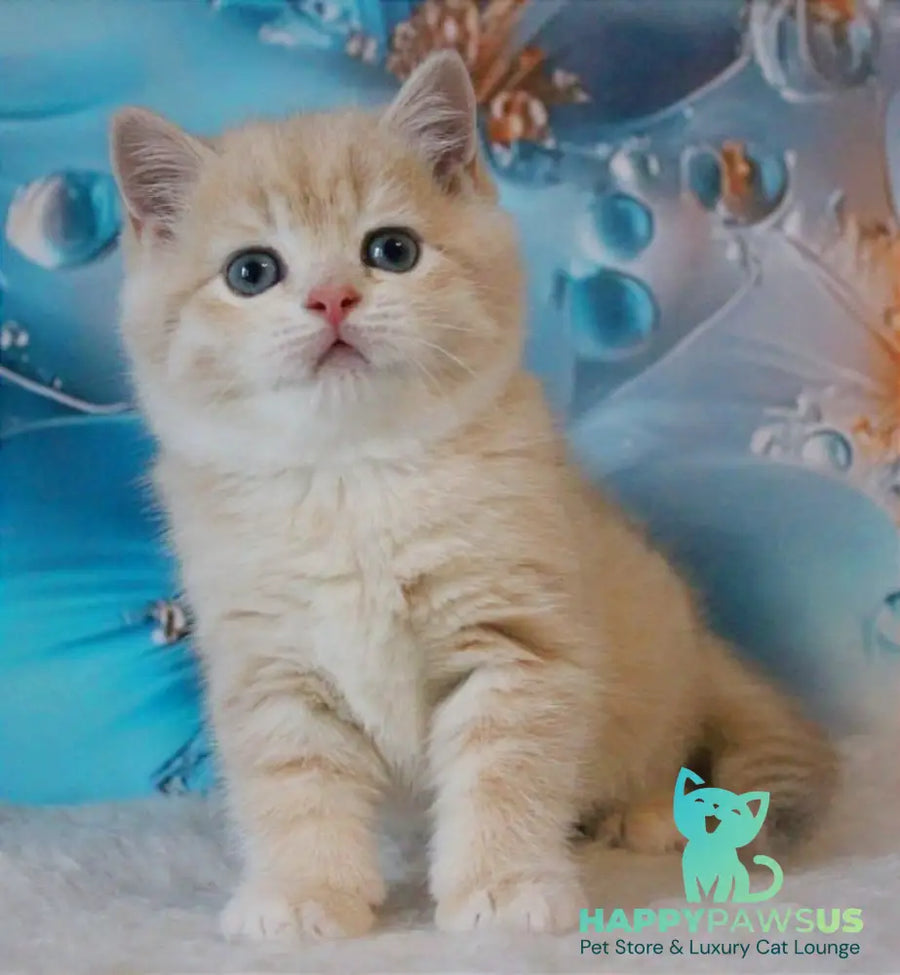 Gucci British Shorthair male lilac golden shaded - live animals