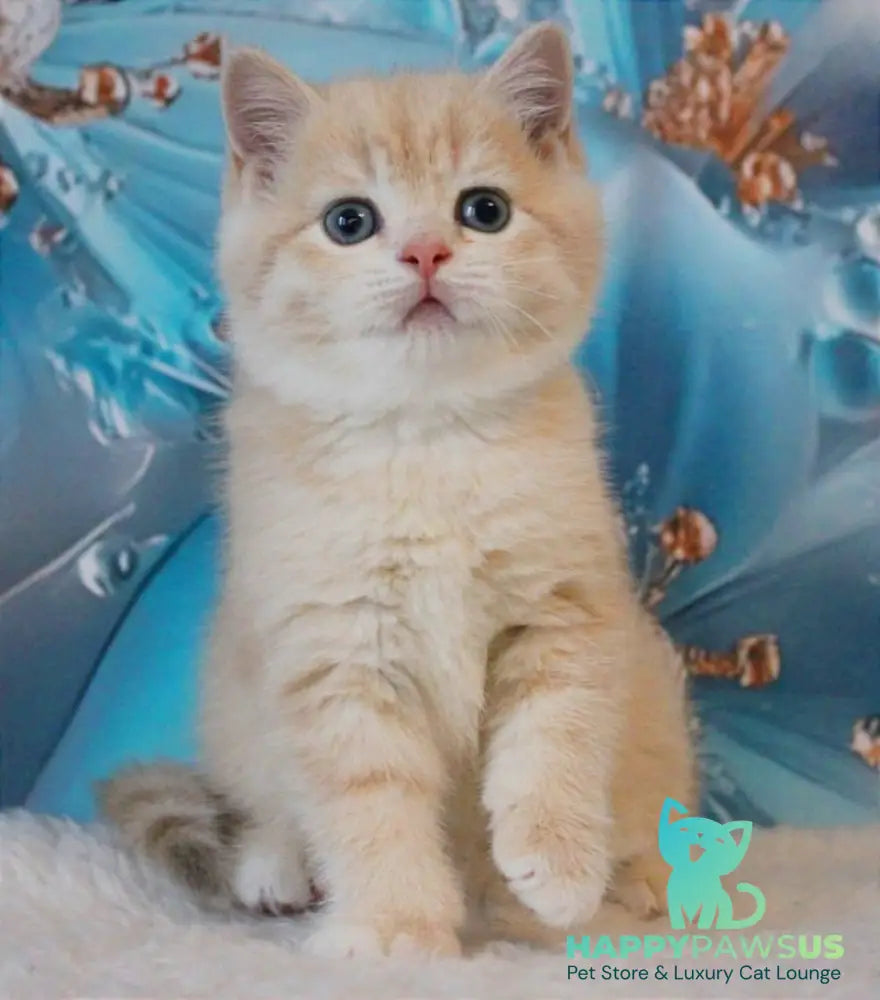 Gucci British Shorthair male lilac golden shaded - live animals
