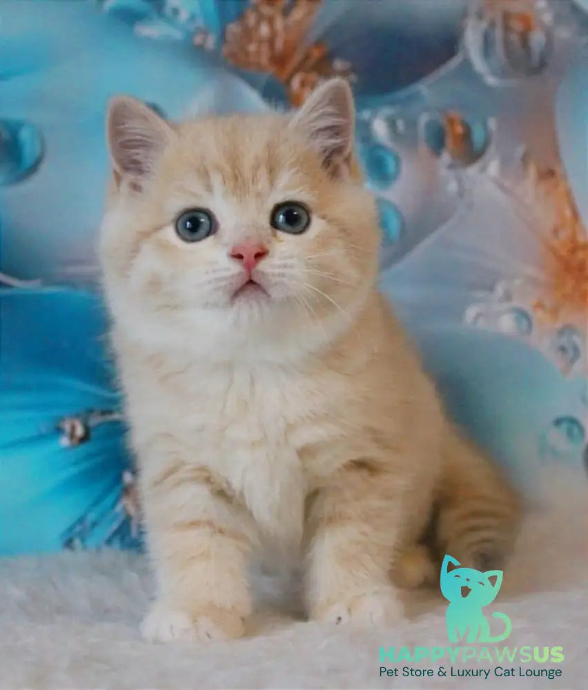 Gucci British Shorthair male lilac golden shaded - live animals