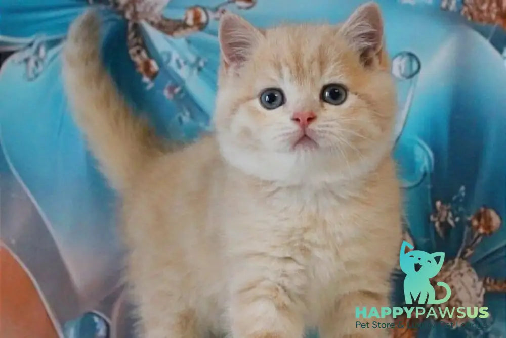 Gucci British Shorthair male lilac golden shaded - live animals