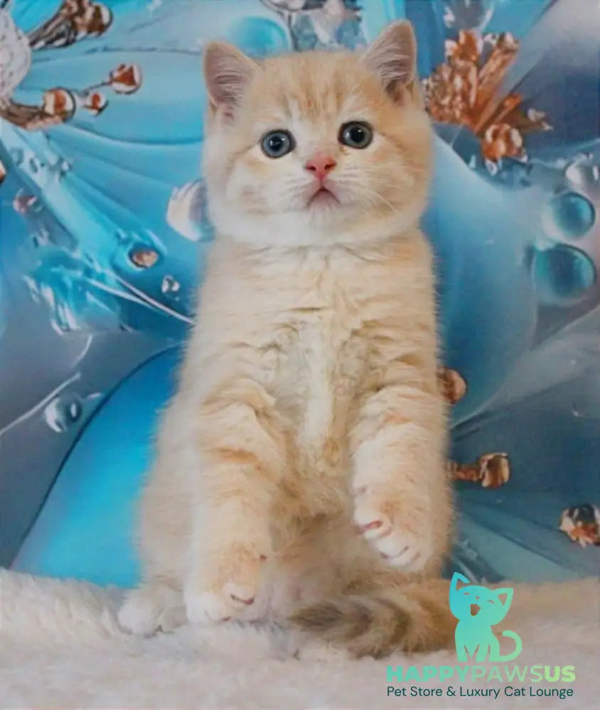 Gucci British Shorthair male lilac golden shaded - live animals