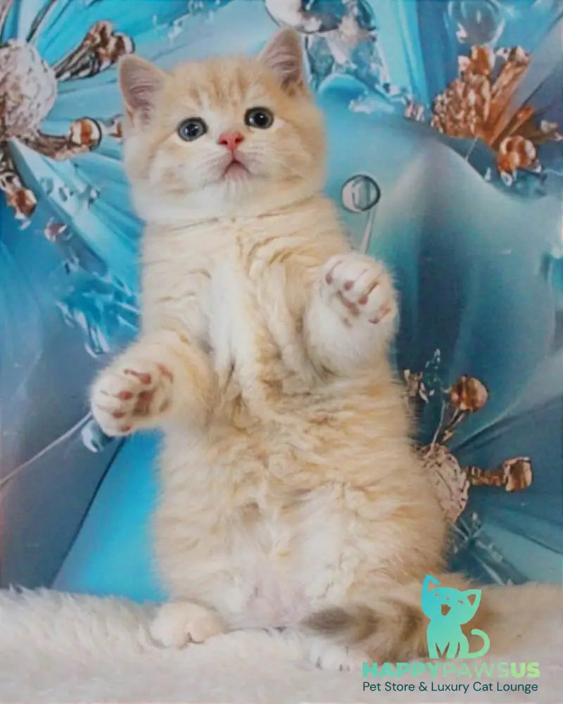 Gucci British Shorthair male lilac golden shaded - live animals
