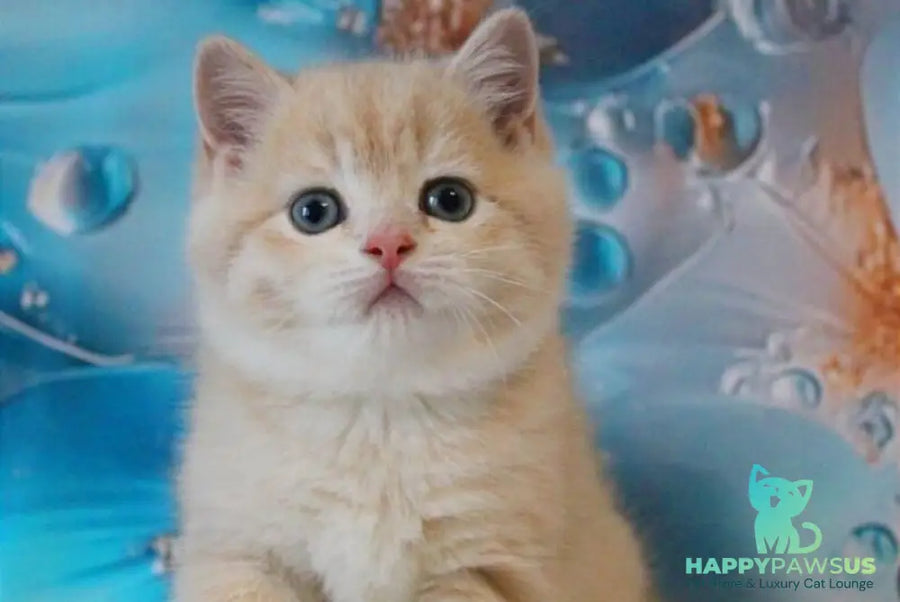 Gucci British Shorthair male lilac golden shaded - live animals