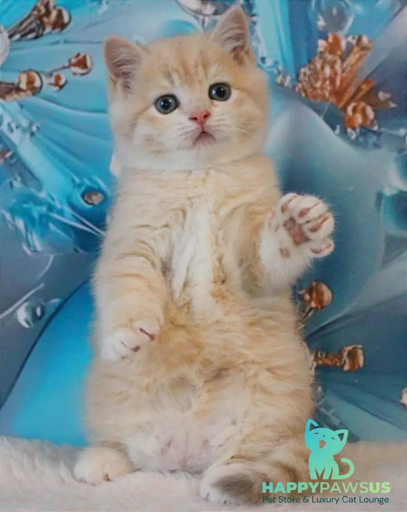 Gucci British Shorthair male lilac golden shaded - live animals