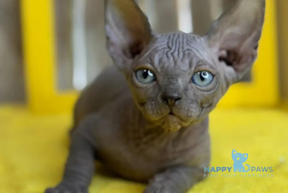 Gucci Canadian Sphynx male blue live animals