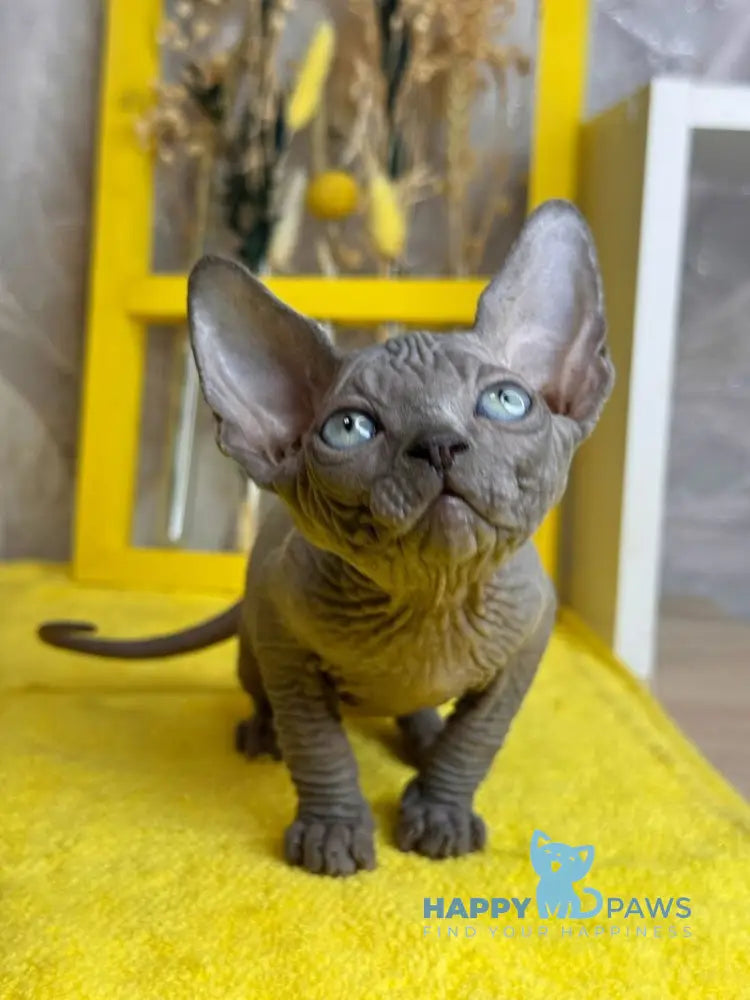 Gucci Canadian Sphynx male blue live animals