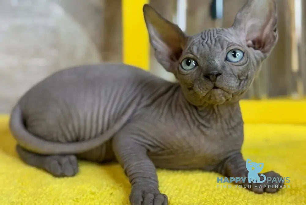 Gucci Canadian Sphynx male blue live animals