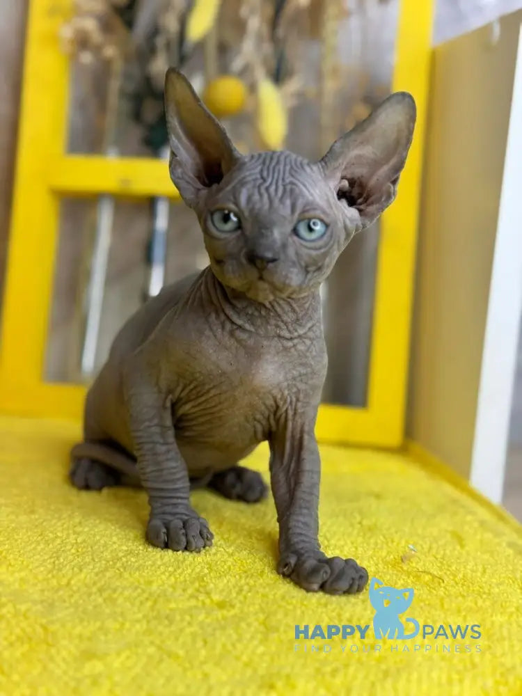 Gucci Canadian Sphynx male blue live animals