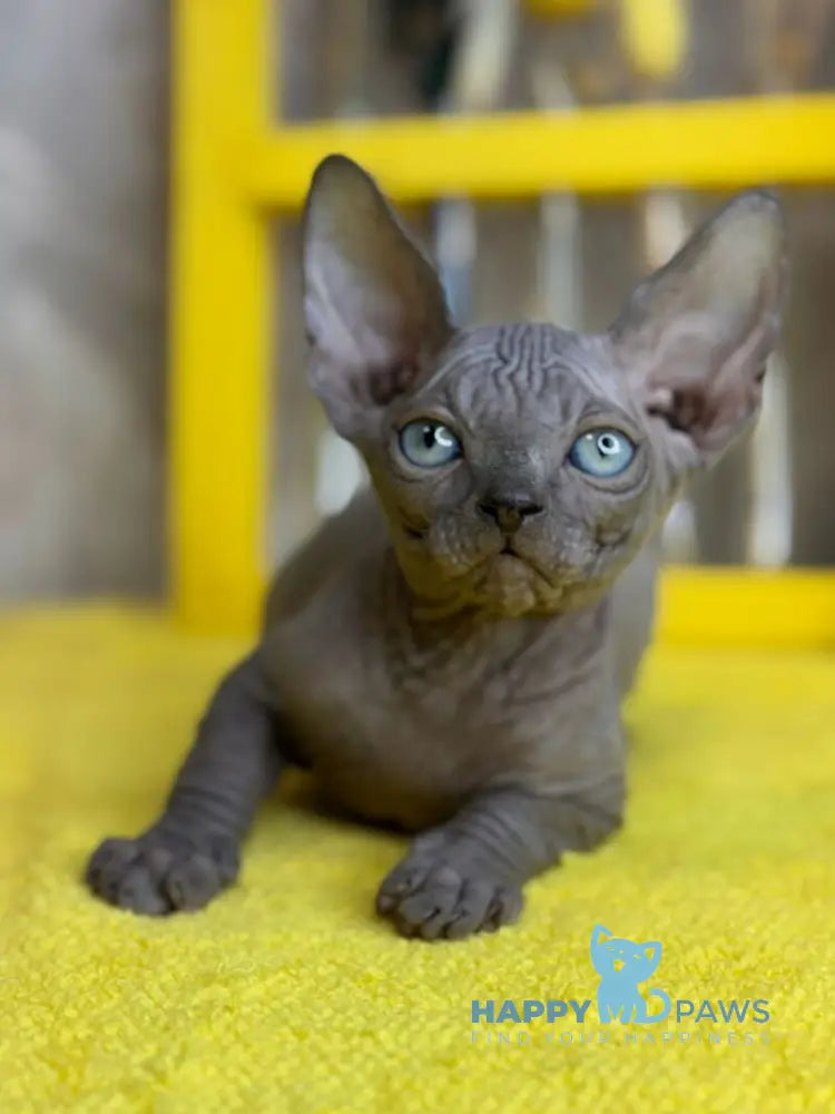 Gucci Canadian Sphynx male blue live animals