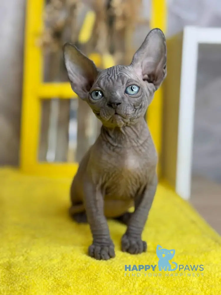 Gucci Canadian Sphynx male blue live animals