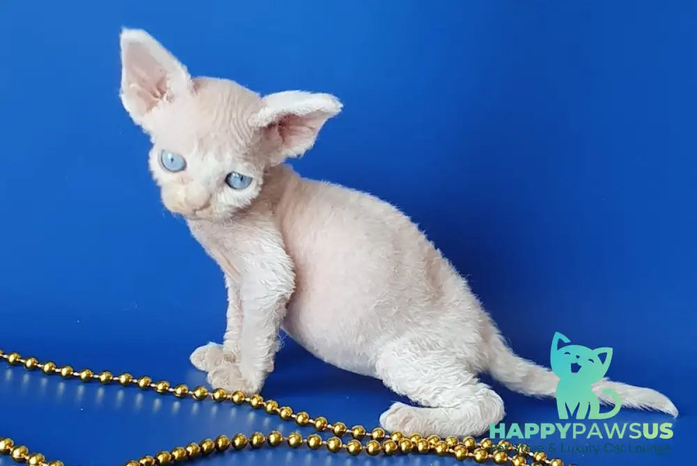 Gucci Devon Rex male white - live animals