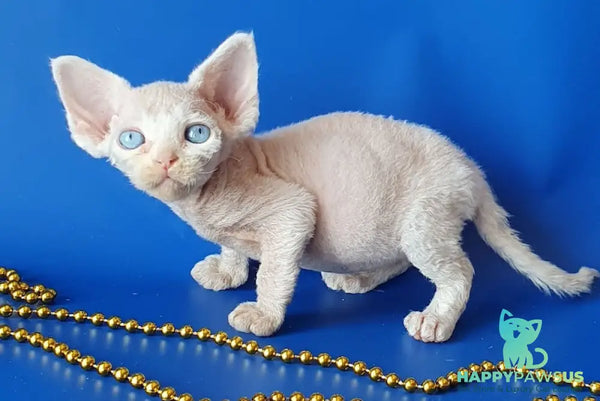 Gucci Devon Rex male white - live animals