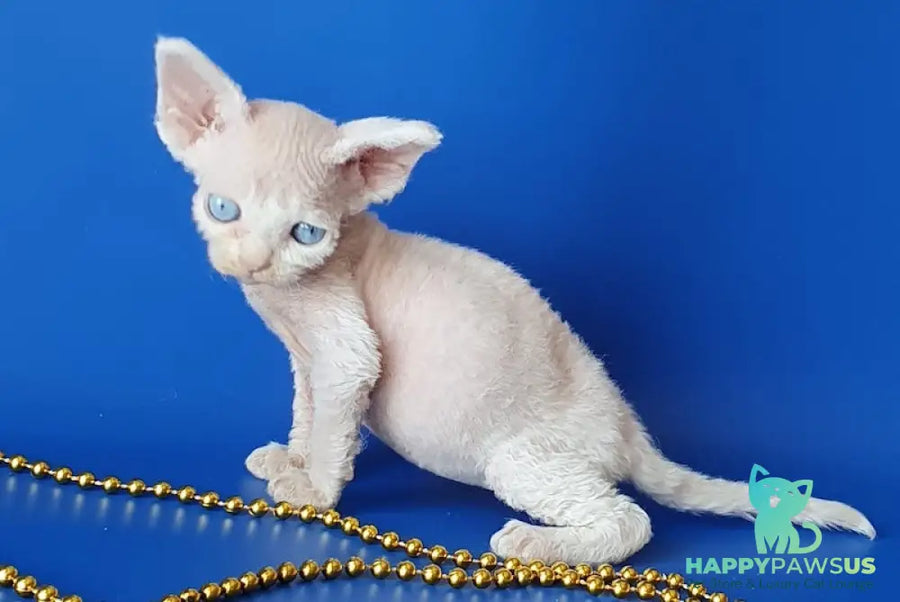 Gucci Devon Rex male white - live animals