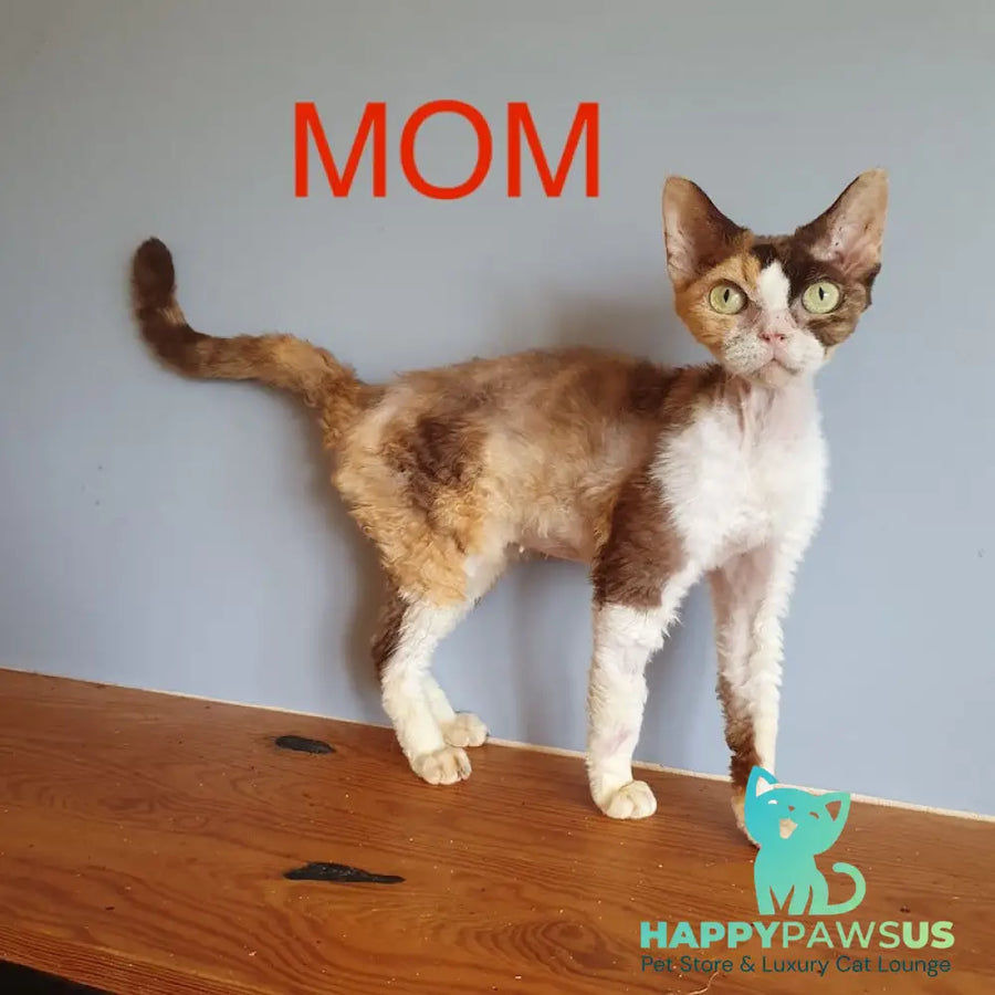 Gucci Devon Rex male white - live animals