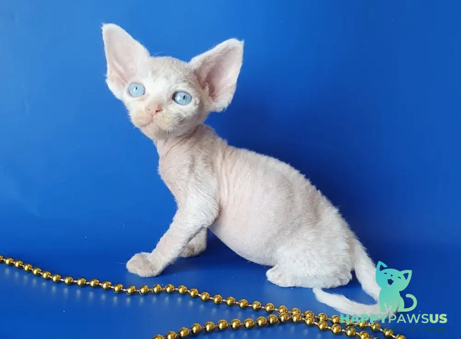 Gucci Devon Rex male white - live animals