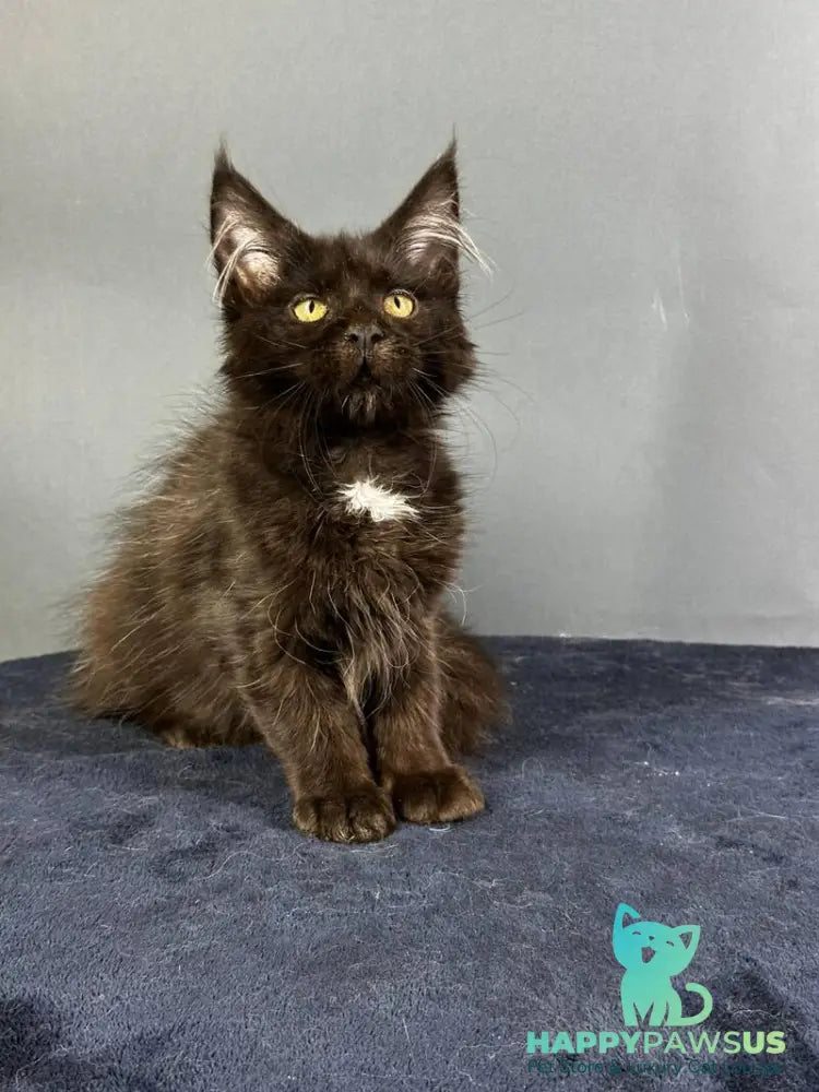 Gucci Maine Coon female black with white - live animals