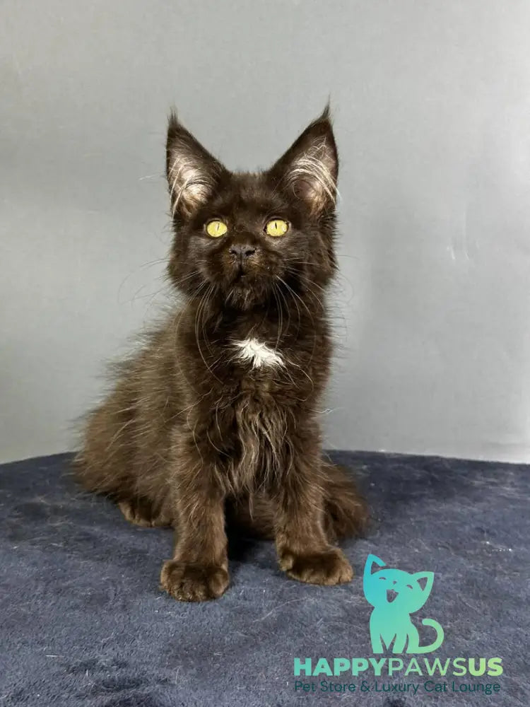 Gucci Maine Coon female black with white - live animals