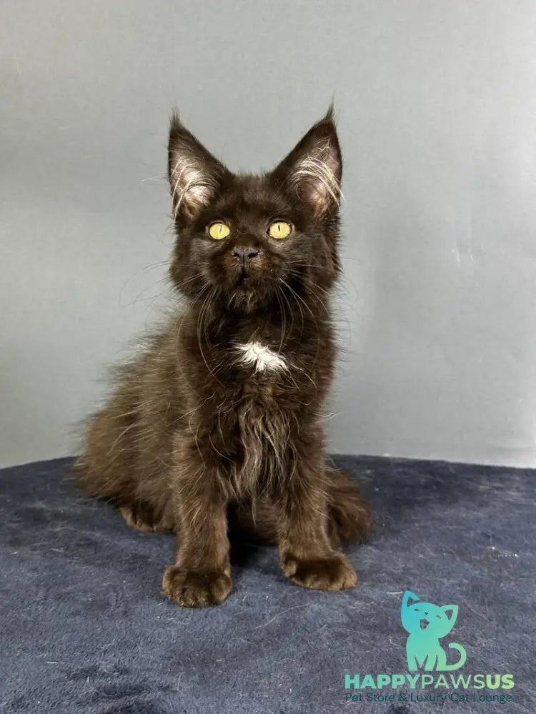 Gucci Maine Coon female black with white - live animals