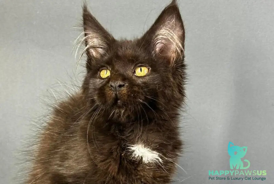 Gucci Maine Coon female black with white - live animals