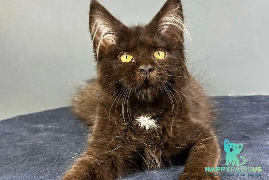 Gucci Maine Coon female black with white - live animals