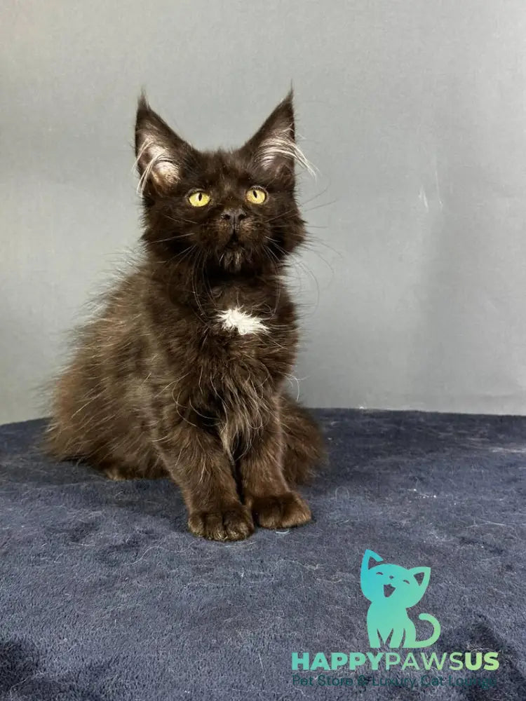 Gucci Maine Coon female black with white - live animals