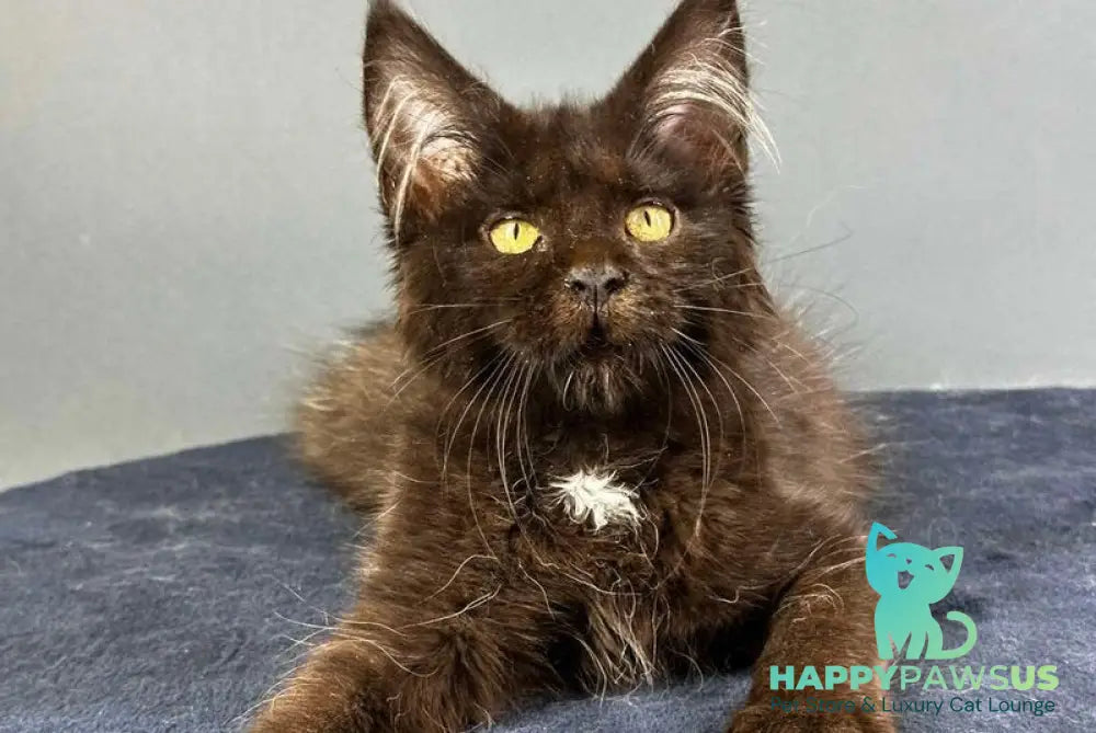 Gucci Maine Coon female black with white - live animals