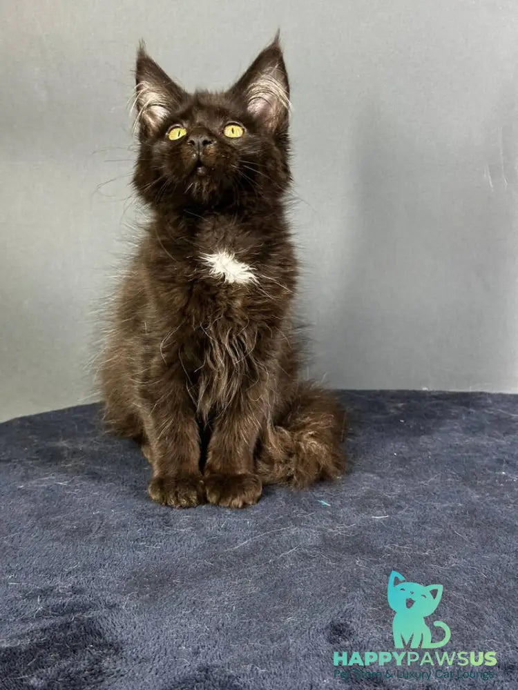 Gucci Maine Coon female black with white - live animals
