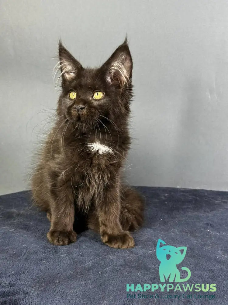 Gucci Maine Coon female black with white - live animals