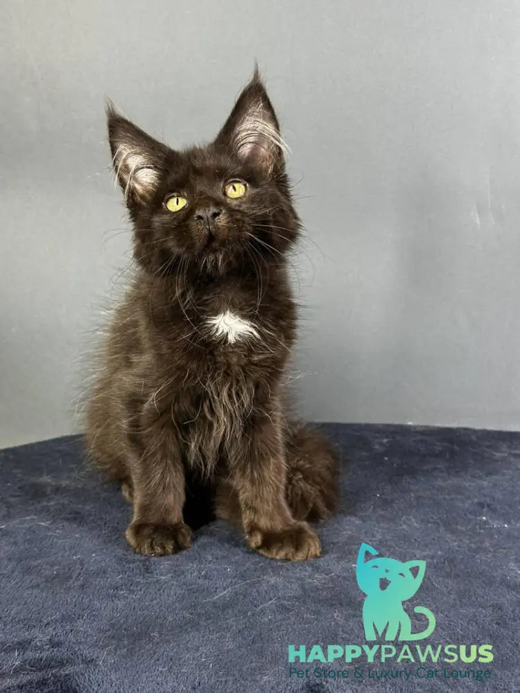 Gucci Maine Coon female black with white - live animals