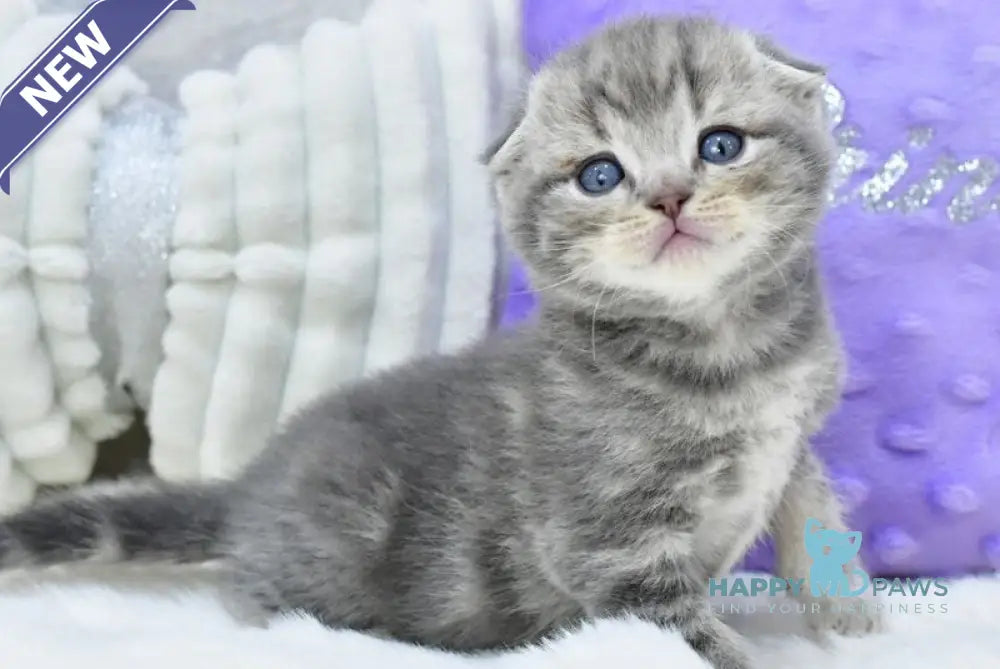 Gucci Scottish Fold male blue spotted tabby live animals