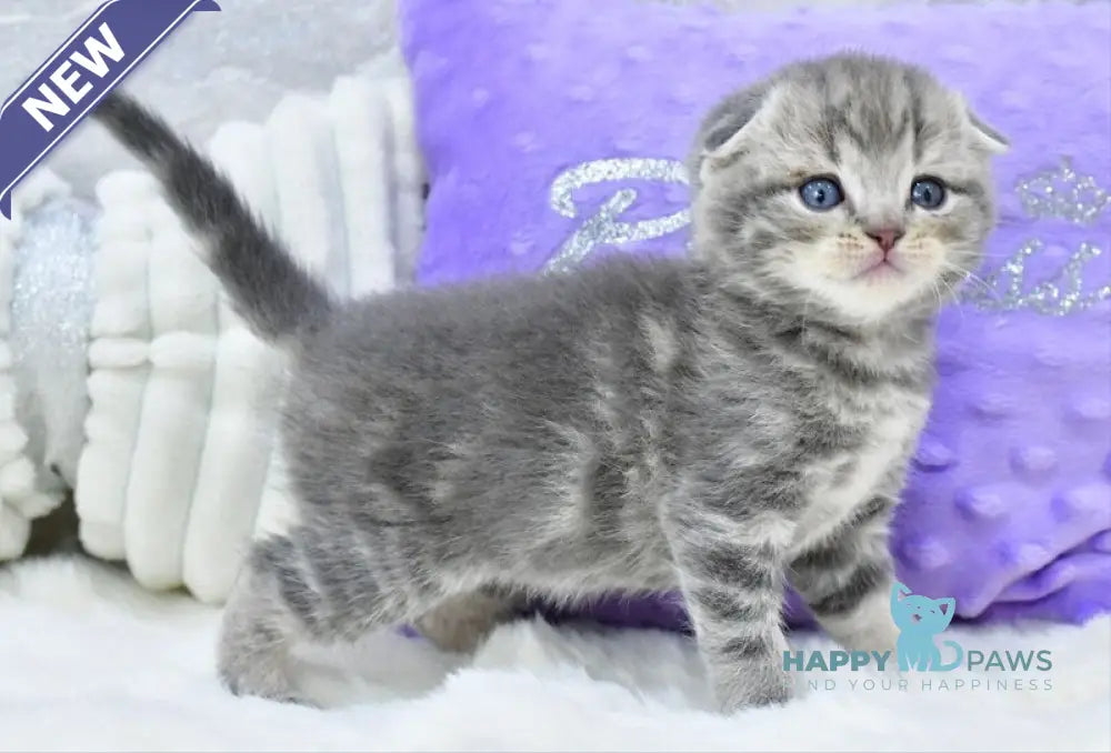 Gucci Scottish Fold male blue spotted tabby live animals