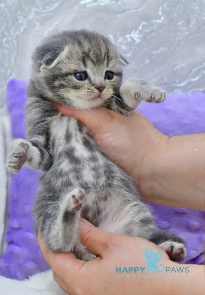 Gucci Scottish Fold male blue spotted tabby live animals