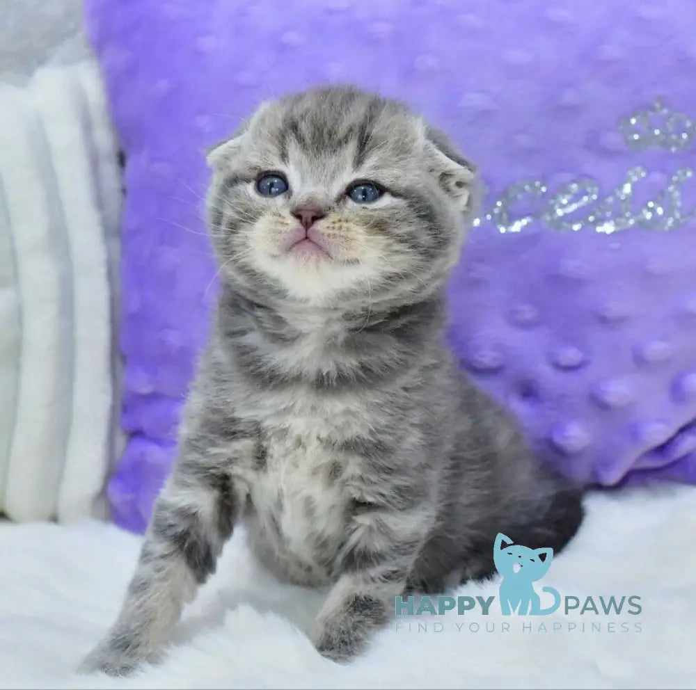 Gucci Scottish Fold male blue spotted tabby live animals