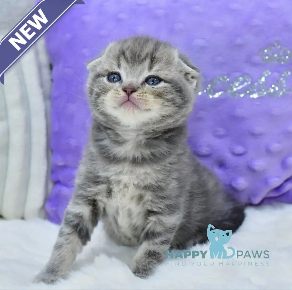 Gucci Scottish Fold male blue spotted tabby live animals