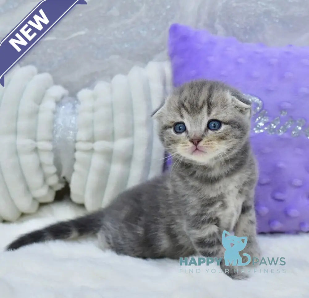 Gucci Scottish Fold male blue spotted tabby live animals