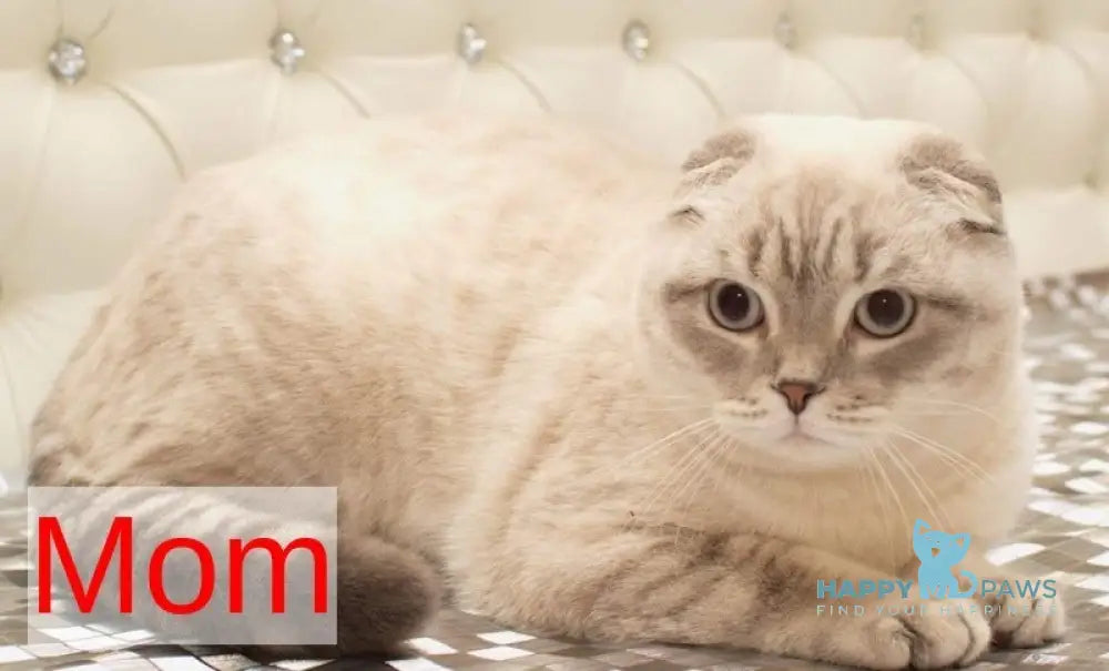 Gucci Scottish Fold male blue spotted tabby live animals