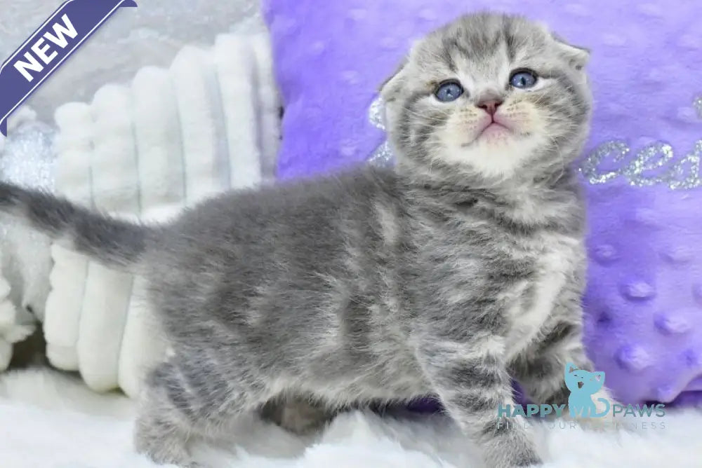 Gucci Scottish Fold male blue spotted tabby live animals
