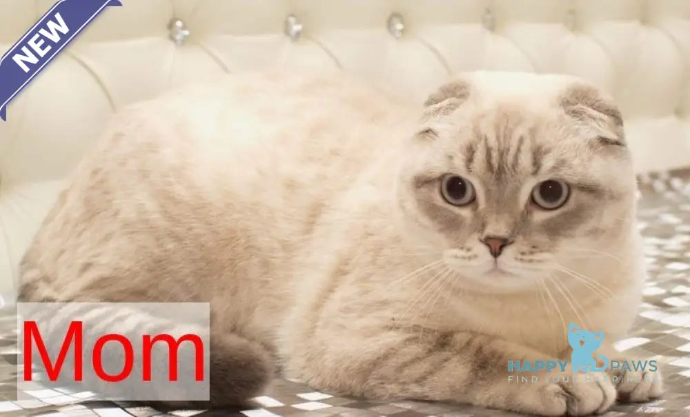 Gucci Scottish Fold male blue spotted tabby live animals
