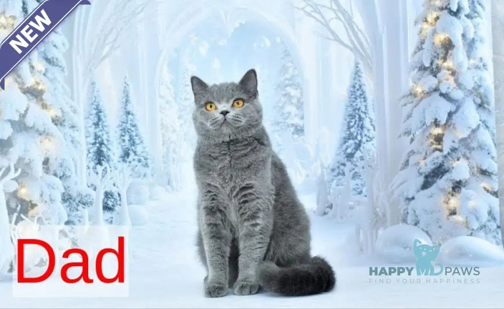 Gucci Scottish Fold male blue spotted tabby live animals