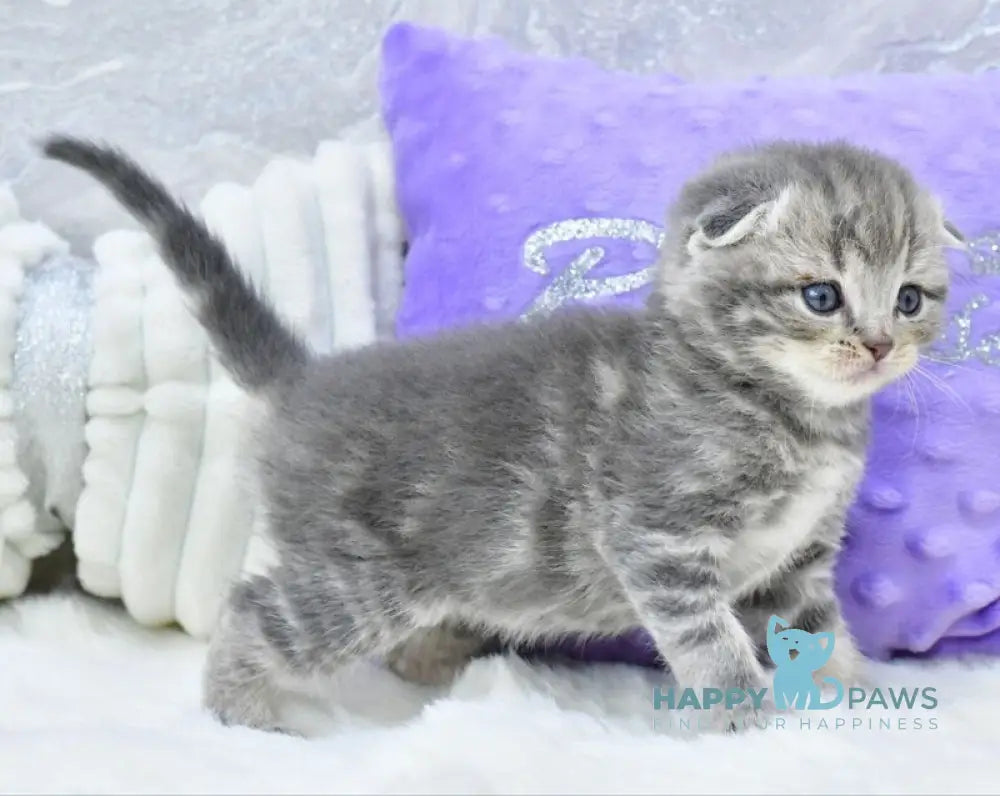 Gucci Scottish Fold male blue spotted tabby live animals