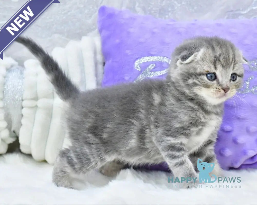 Gucci Scottish Fold male blue spotted tabby live animals