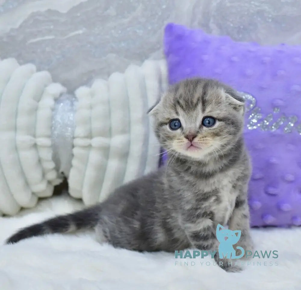 Gucci Scottish Fold male blue spotted tabby live animals