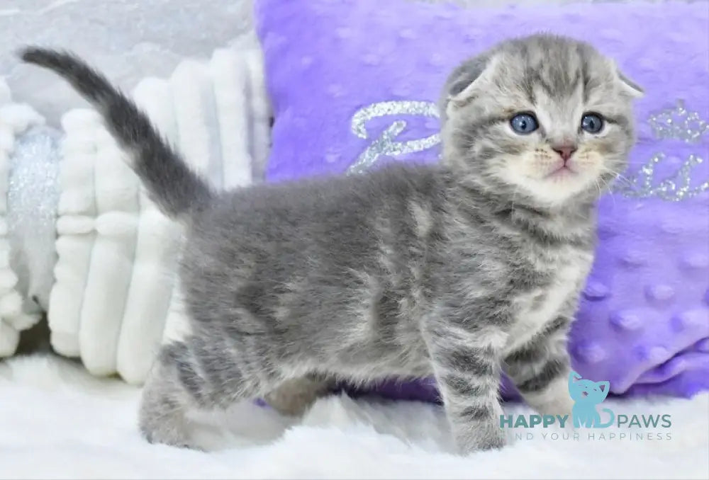 Gucci Scottish Fold male blue spotted tabby live animals