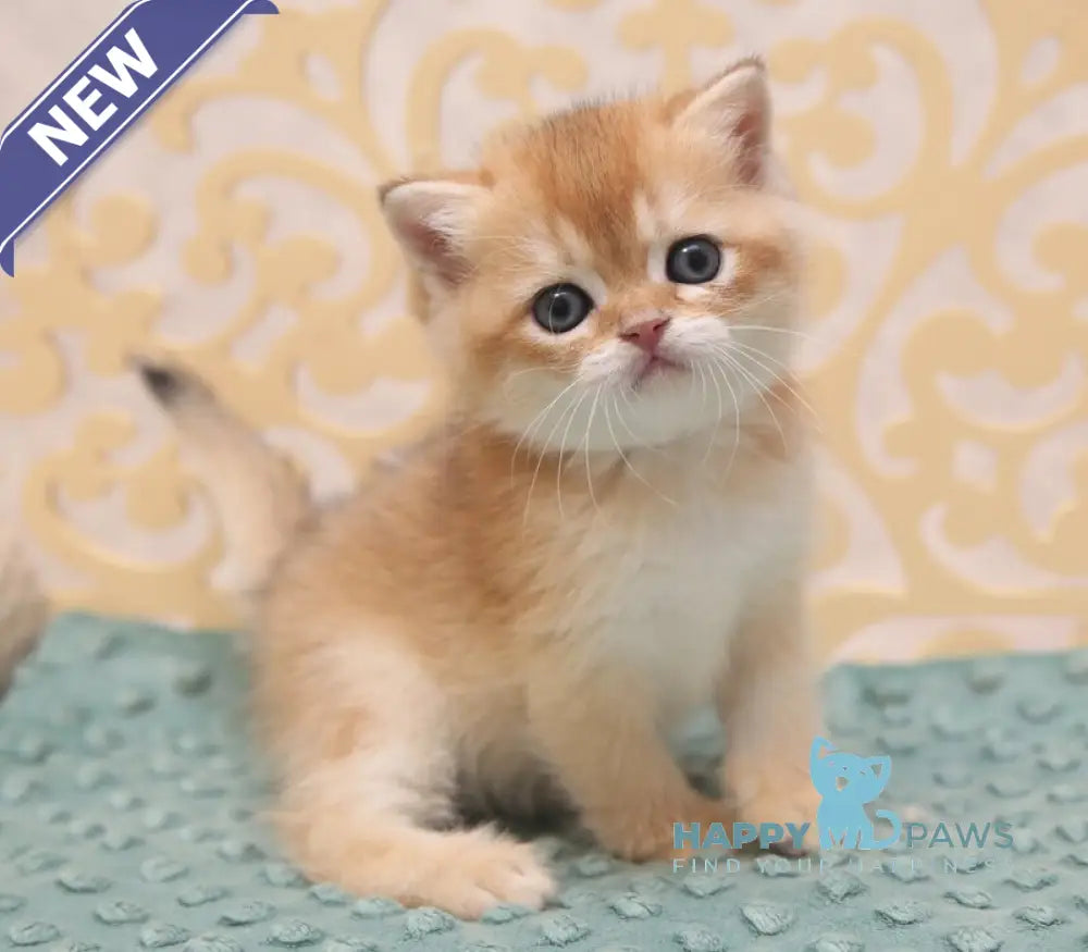 Gucci Scottish Straight male black golden shaded - live animals