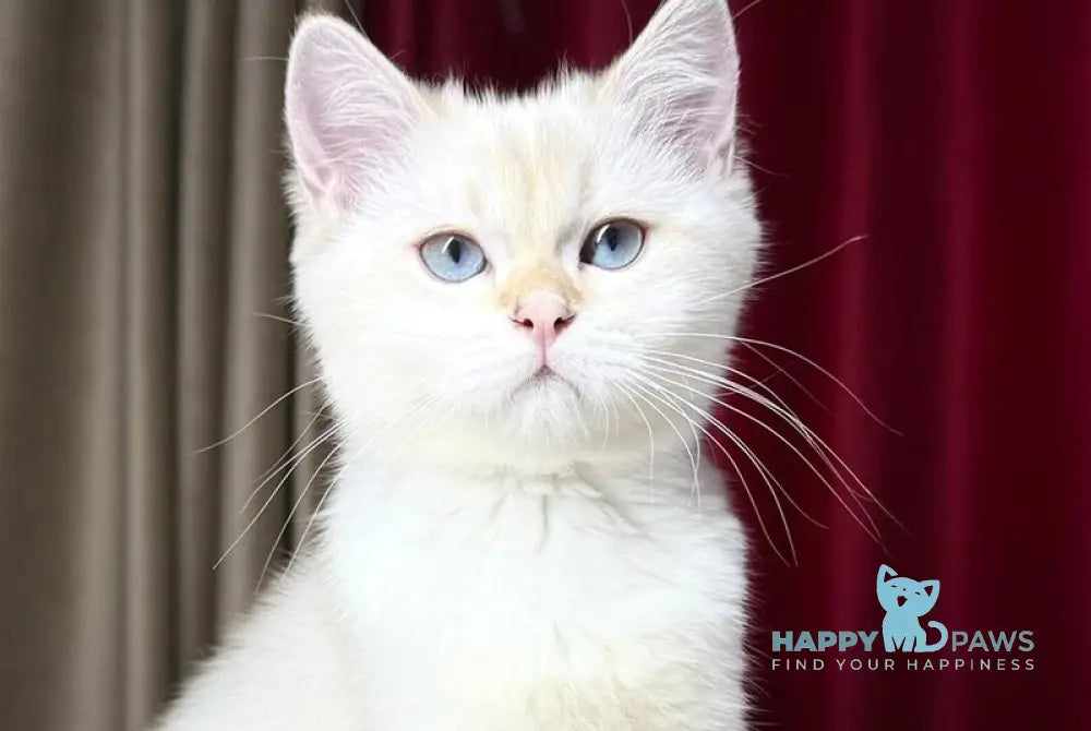 Gucci Scottish Straight male blue golden shaded pointed live animals