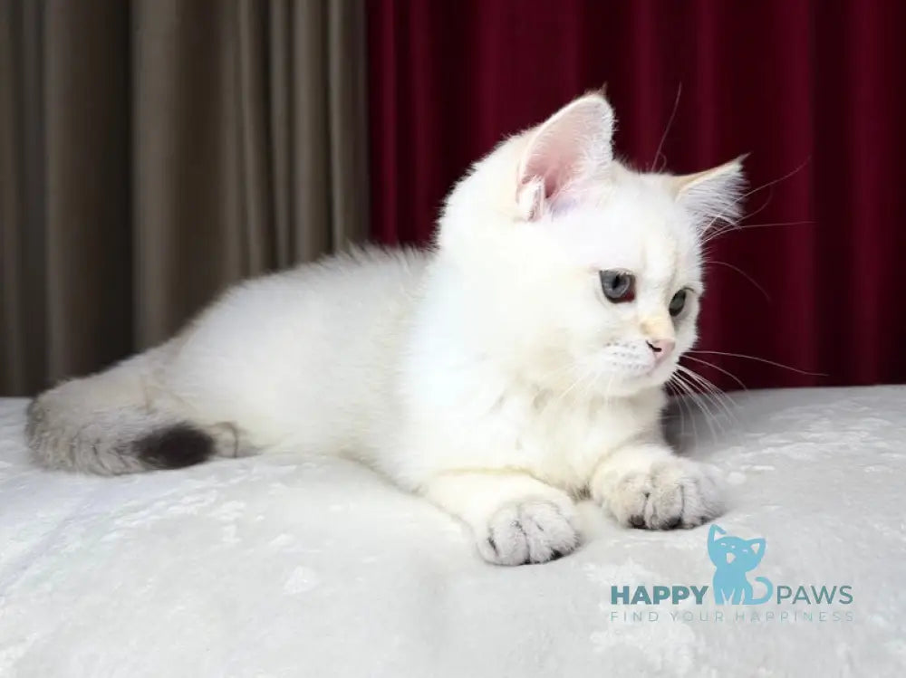 Gucci Scottish Straight male blue golden shaded pointed live animals