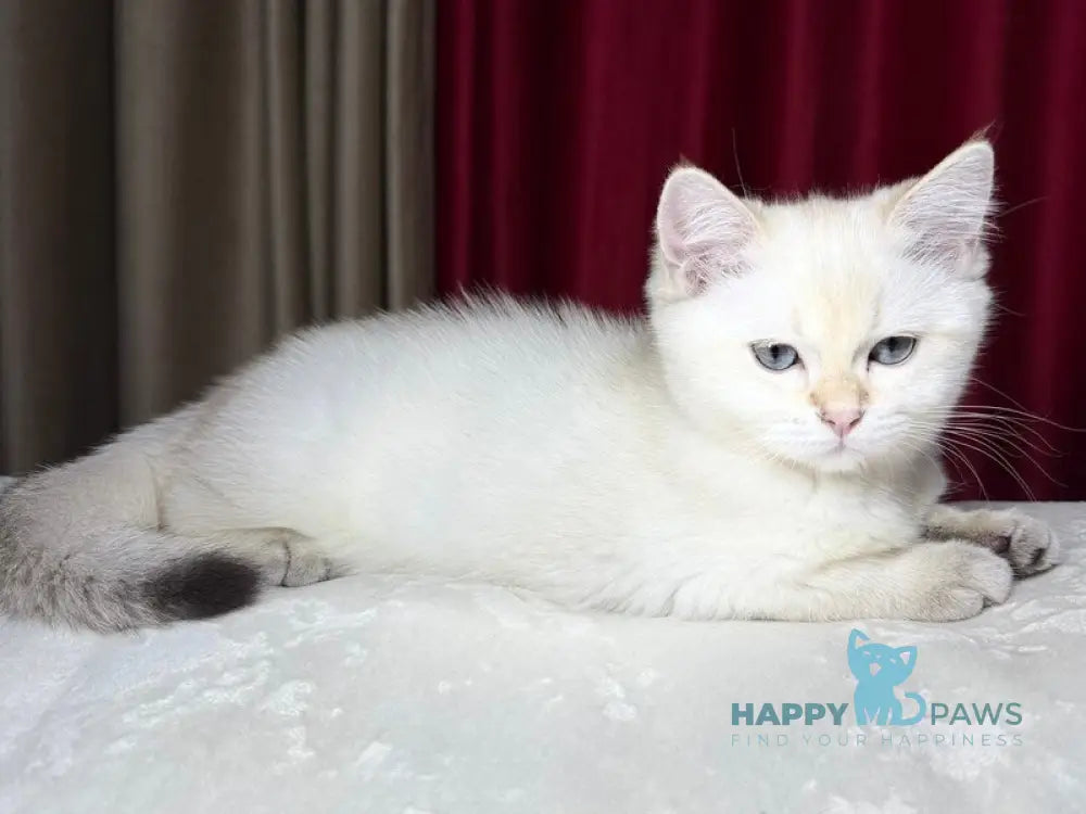 Gucci Scottish Straight male blue golden shaded pointed live animals