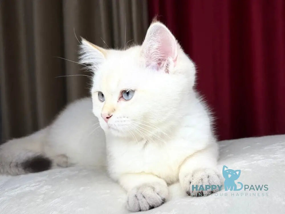 Gucci Scottish Straight male blue golden shaded pointed live animals