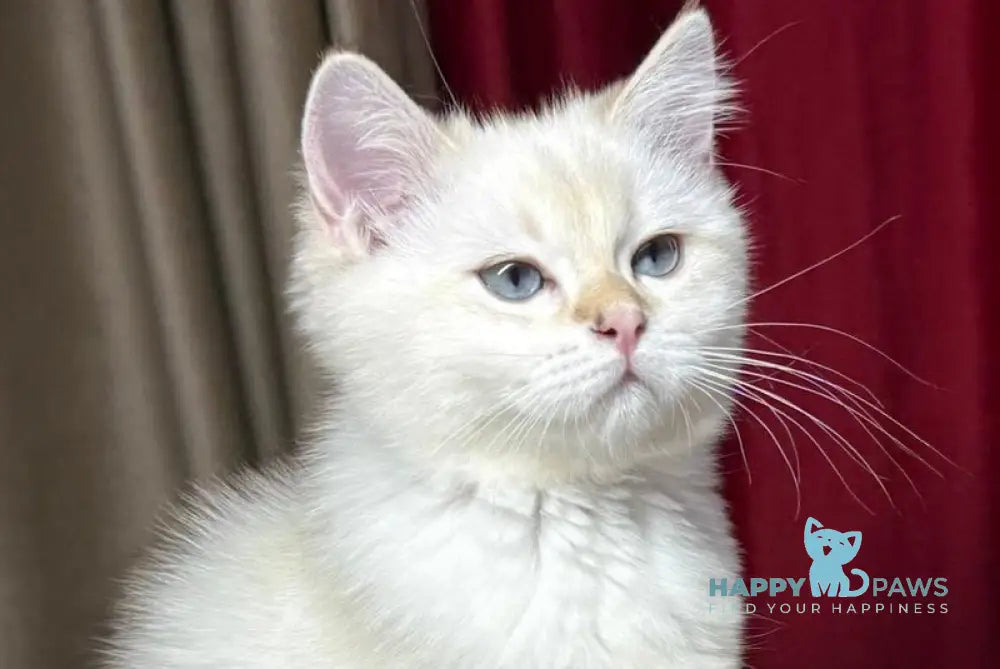 Gucci Scottish Straight male blue golden shaded pointed live animals