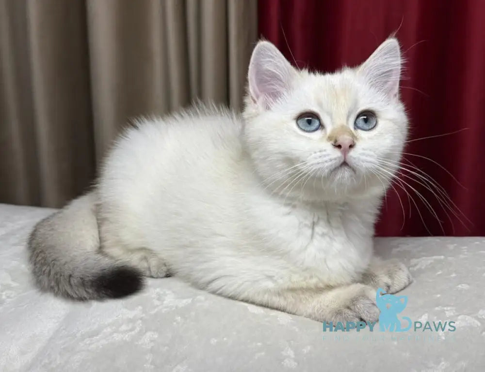 Gucci Scottish Straight male blue golden shaded pointed live animals